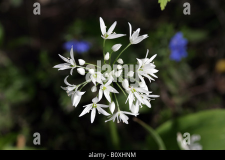 Bärlauch, Allium Ursinum, Bärlauch wächst in einem Garten Cheshire, England Stockfoto