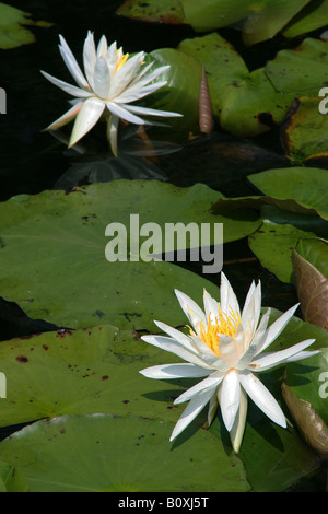 Duftende White Water Lily Nymphaea Odorata, South Carolina USA Stockfoto