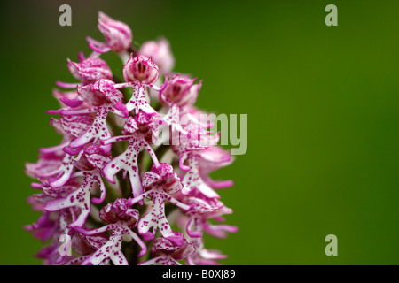 Seltene Lady X Affe Orchidee Hybrid [Orchis Purpurea X simia], "Nahaufnahme" Blume Makro zeigt Anlage Detail, England, UK Stockfoto