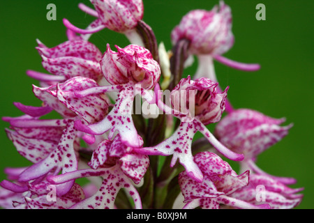 Seltene Lady X Affe Orchidee Hybrid [Orchis Purpurea X simia], "Nahaufnahme" Blume Makro zeigt Blütenblatt Detail, England, UK Stockfoto