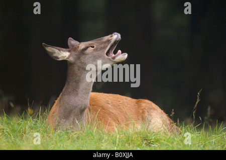 DOE (Cervus Elaphus) im Grass liegen Stockfoto