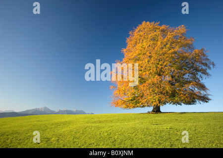Deutschland, Bayern, einzelne Buche (Fagus Sylvatica) Stockfoto