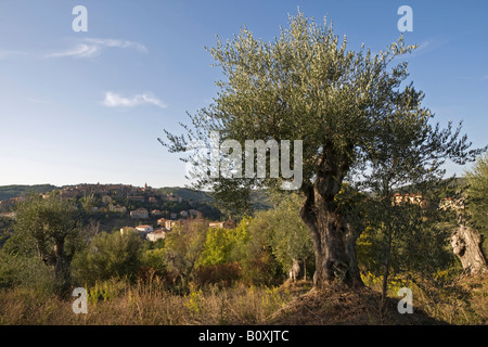 Italien, Toskana, Olivenbaum Stockfoto