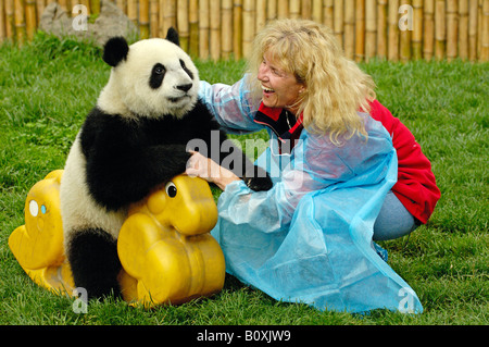 Großer Panda (Ailuropoda Melanoleuca). Lachende Frau-Tourist mit Panda-Baby auf Schaukelpferd aus Kunststoff Stockfoto