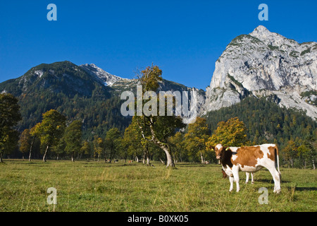 Österreich, Tirol, Karwendel, Kühe auf der Wiese Stockfoto