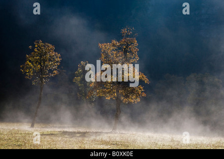 Österreich, Tirol, Karwendel, Feld-Ahorn in frühen Morgennebel Stockfoto