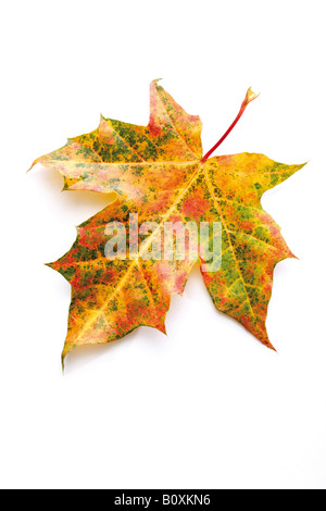 Im Herbst farbige Ahornblatt Stockfoto