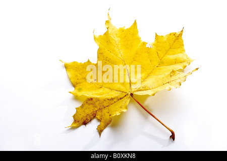 Im Herbst farbige Ahornblatt Stockfoto