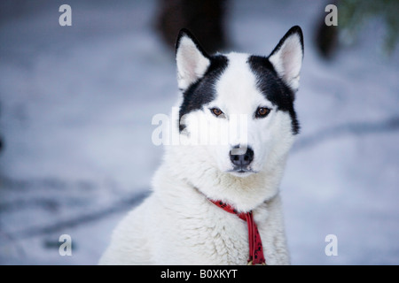 Siberian husky Stockfoto