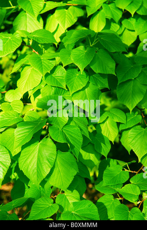 Hintergrund der frische neue grüne Federblättern Stockfoto