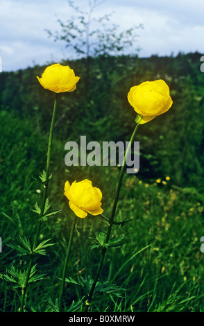 Globus-Blumen / Europaeus Trollblume Stockfoto