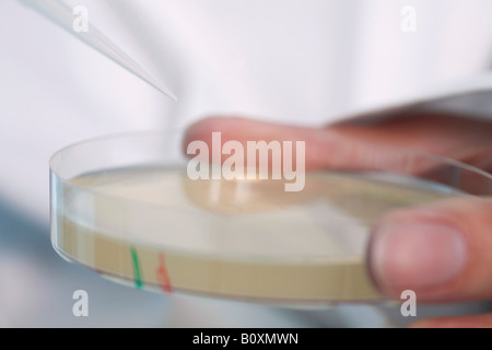 Antibiotika in der Petrischale Stockfoto