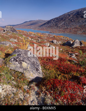 In der Nähe von Strynefjellsveg in Maradalen, Skjak, Oppland, Norwegen.  Herbstfarben am Moor Stockfoto