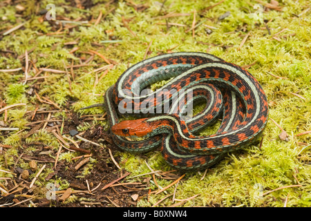 Kalifornien Rot beidseitig Garter Snake Thamnophis sirtalis infernalis Kalifornien der Vereinigten Staaten von Amerika. Manchmal als Thamnophis sirtalis tetrataenia bekannt. Stockfoto