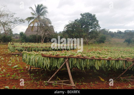 Angebauten Tabak, gemeinsame Tabak, Tabak (Nicotiana Tabacum), Trocknung von Tabak, Cuba, Pinar del Rio, Valle de Vinales Stockfoto