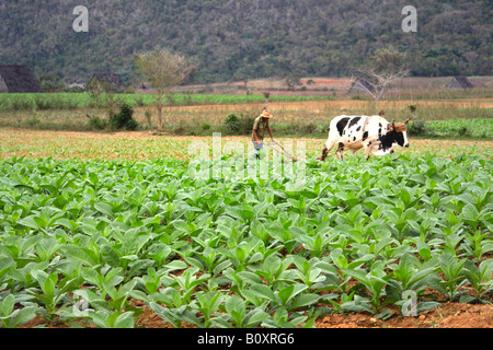 Angebauten Tabak, gemeinsame Tabak, Tabak (Nicotiana Tabacum), Tabacco Feld Landwirt Pflügen mit Ochsen, Kuba, Pinar del Rio, Stockfoto