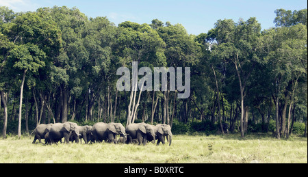 Afrikanischer Elefant (Loxodonta Africana), neue aus dem Wald und in den Sumpf in Masai Mara, Kenia, Masai Mara National P Stockfoto