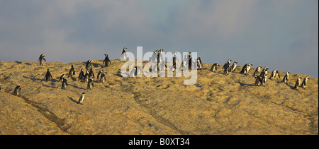 Jackass Penguin, afrikanische Pinguin, Black-footed Pinguin (Spheniscus Demersus), zu Fuß über die Felsen, South Africa, Cape Provi-Gruppe Stockfoto