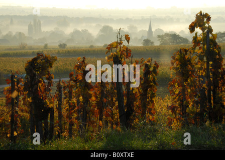 Weinberge in der Nähe von Forst an der Deutschen Weinstraße im Herbst, Deutschland, Rheinland-Pfalz, Pfalz, Forst Stockfoto