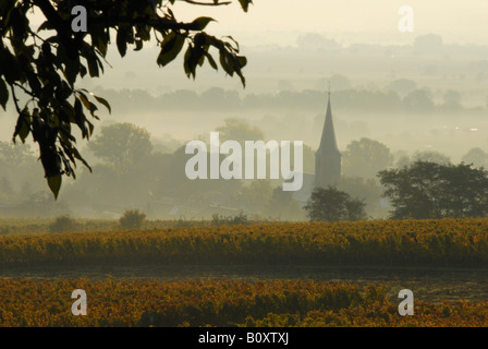 Weinberge in der Nähe von Forst an der Deutschen Weinstraße im Herbst, Deutschland, Rheinland-Pfalz, Pfalz, Forst Stockfoto