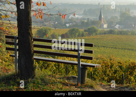 Weinberge in der Nähe von Forst an der Deutschen Weinstraße im Herbst mit Bank, Deutschland, Rheinland-Pfalz, Pfalz, Forst Stockfoto