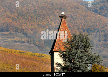 Weißstorch (Ciconia Ciconia), Storchenpaar in seinem Nest auf die Klammer von Ammerschwihr, Frankreich, Elsass, Vogesen, Ammers Stockfoto