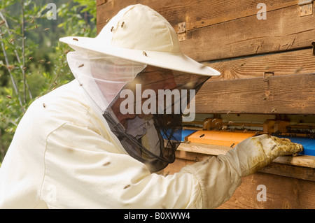 Österreich, Imker vor Bienenstock Stockfoto