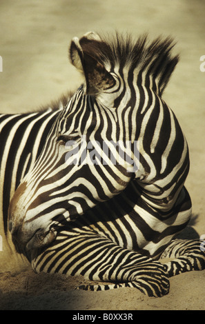 GREVY Zebra (Equus Grevyi), portrait Stockfoto