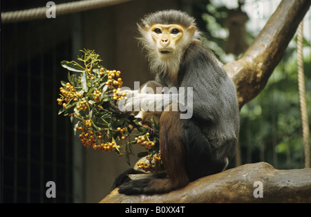 rot-Schaft-Douc Languren, Taube Languren (Pygathrix Nemaeus), Fütterung Stockfoto