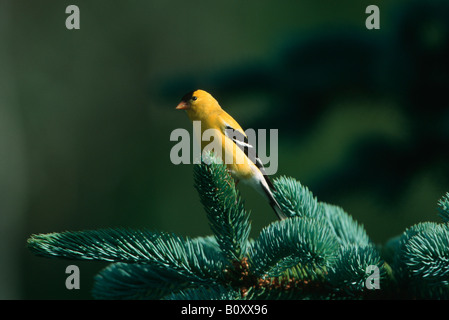 Amerikanische Stieglitz (Zuchtjahr Tristis) männlich auf Zweig, USA Stockfoto