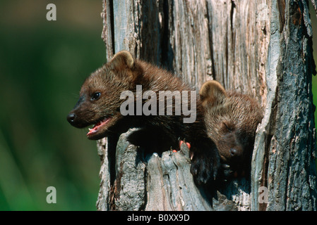 Fisher, Pekan (Martes Pennanti), junge Fischer Stockfoto