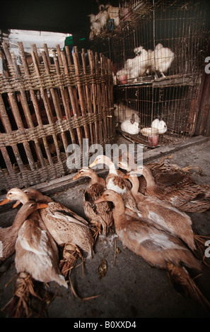 Geflügelmarkt in Chengdu, China, Sichuan Stockfoto