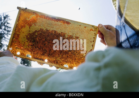 Mann-Betrieb-Waben Stockfoto