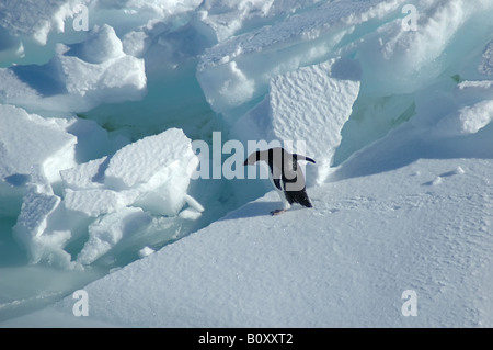 Adelie Penguin (Pygoscelis Adeliae), will Adelie Pinguin wechseln Sie zum nächsten Eisscholle, Antarktis Stockfoto