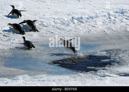 Kaiserpinguin (Aptenodytes Forsteri), eine Gruppe von Tieren, die aus einem Eisloch, Antarktis, Suedpolarmeer, springen 1, Weddell-Meer Stockfoto