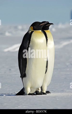 Kaiserpinguin (Aptenodytes Forsteri), zwei Tiere nebeneinander stehen auf einer Eisdecke der Antarktis, Suedpolarmeer, Weddell S Stockfoto