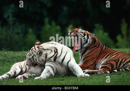 Bengal-Tiger (Panthera Tigris Tigris), normalerweise gefärbt und weiß einzelne Stockfoto