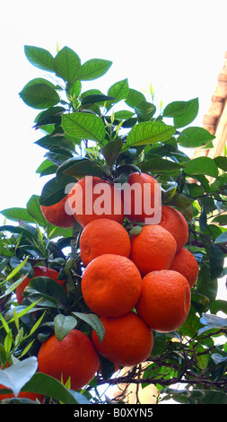 Mandarine, Mandarine (Citrus Reticulata), Fruchtbildung Branch, Spanien, Mallorca Stockfoto