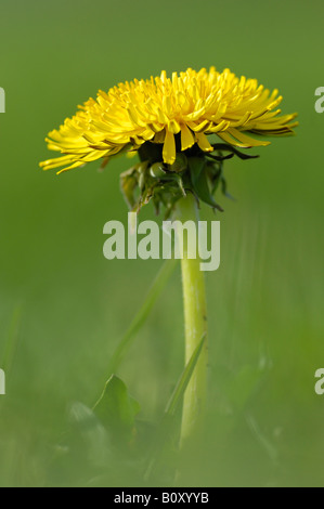 gemeinsamen Löwenzahn (Taraxacum Officinale), einzelne Blütenstand, Deutschland, Nordrhein-Westfalen Stockfoto