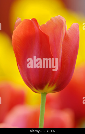 gemeinsamer Garten-Tulpe (Tulipa spec.), Blume Stockfoto