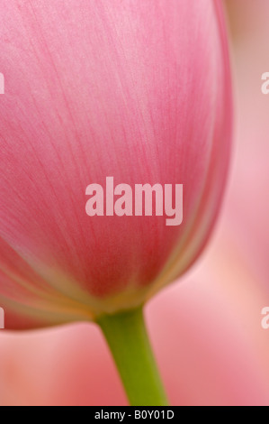 gemeinsamer Garten-Tulpe (Tulipa spec.), Blume Stockfoto