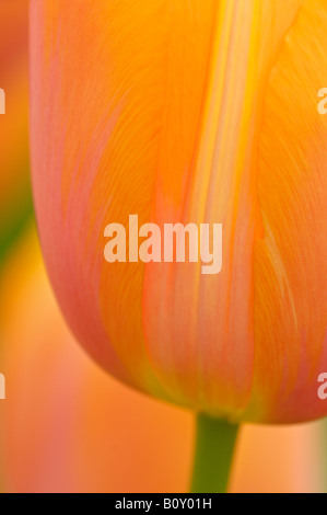 gemeinsamer Garten-Tulpe (Tulipa spec.), Blume Stockfoto