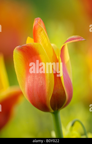 gemeinsamer Garten-Tulpe (Tulipa spec.), Blume Stockfoto