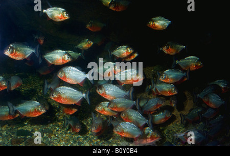 konvex-headed Piranha, Natterer Piranha, roter Piranha, rote Piranhas (Serrasalmus Nattereri, Pygocentrus Nattereri, Roos Stockfoto