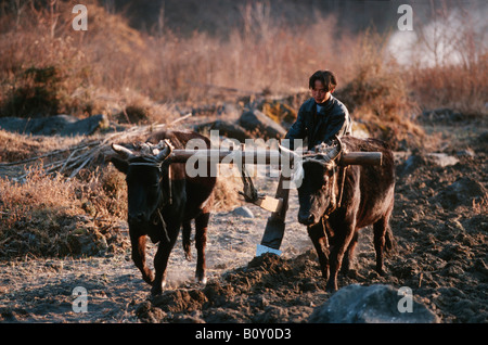 Landwirt Pflügen mit Bullock in der Wolong Tal, China, Himalaya Stockfoto