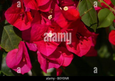 Nahaufnahme von rosa Blüten Stockfoto