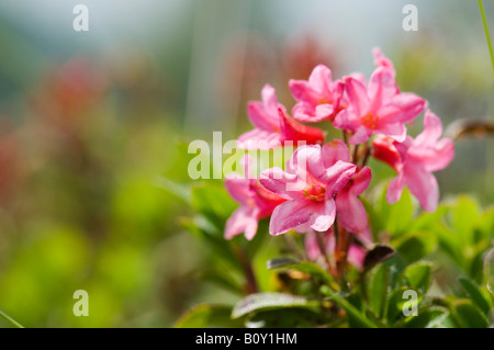 Rhododendron (Rhododendron Ferrugi) Stockfoto