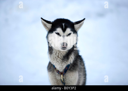 Sibirischer husky, Porträt Stockfoto