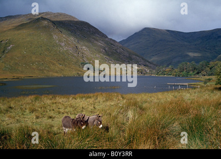 Zwei Esel grasen im Sonnenlicht an einem See in Irland. Der See ist Fin Lough, Delphi, County Mayo Irland mit dem Sheeffry Hills im Hintergrund. Stockfoto