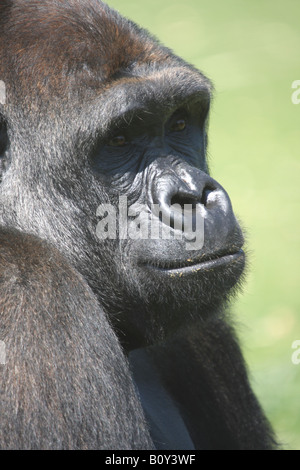 Westlicher Flachlandgorilla, Gorilla Gorilla gorilla Stockfoto